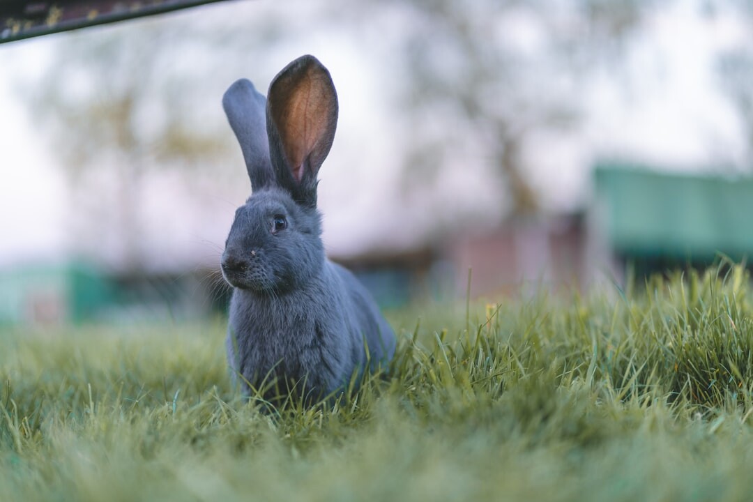 bad bunny new style